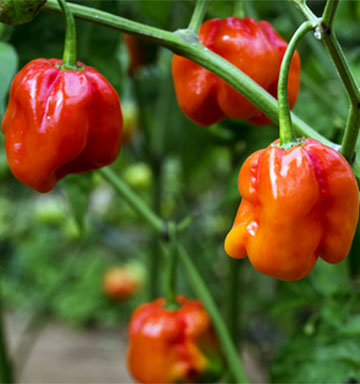 Peppers Closeup